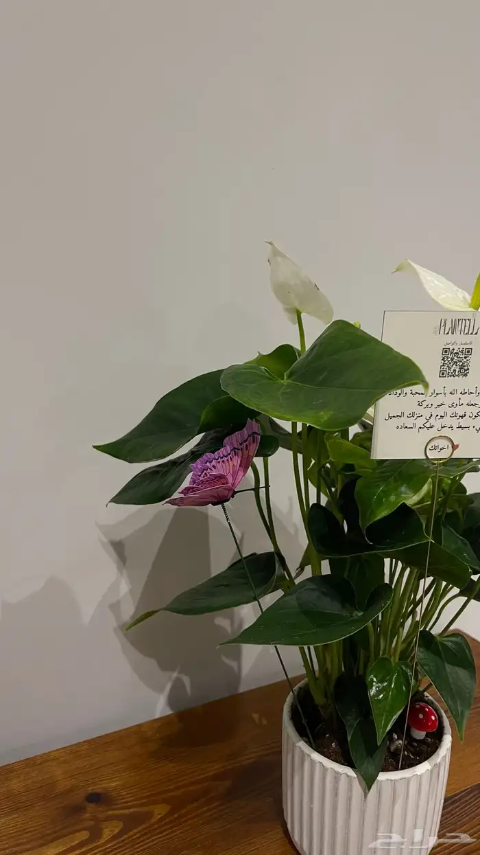 تنسيق هدايا نباتات داخليه 5