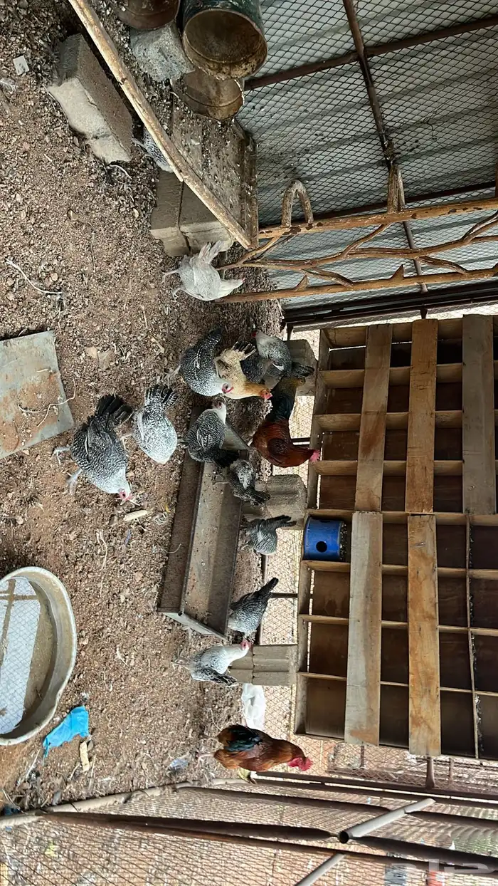 دجاج للبيع 2