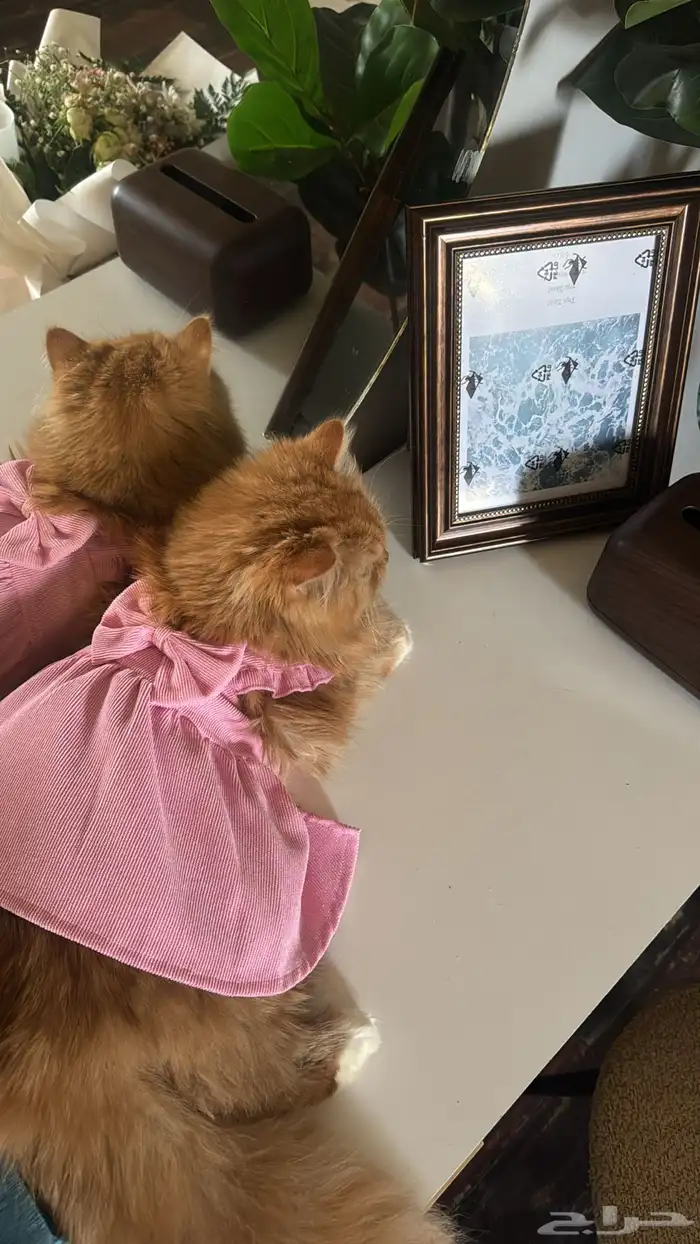 شيرازي-سنه- تحب النوم 0