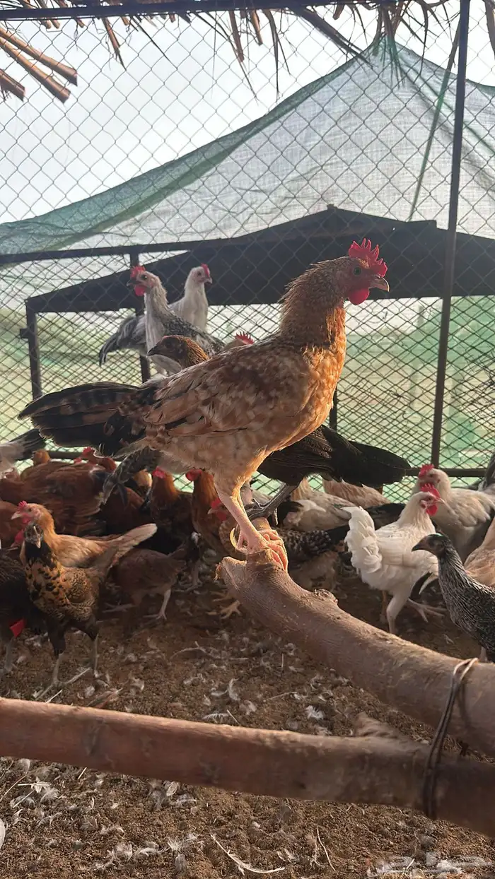 دجاج للبيع 4