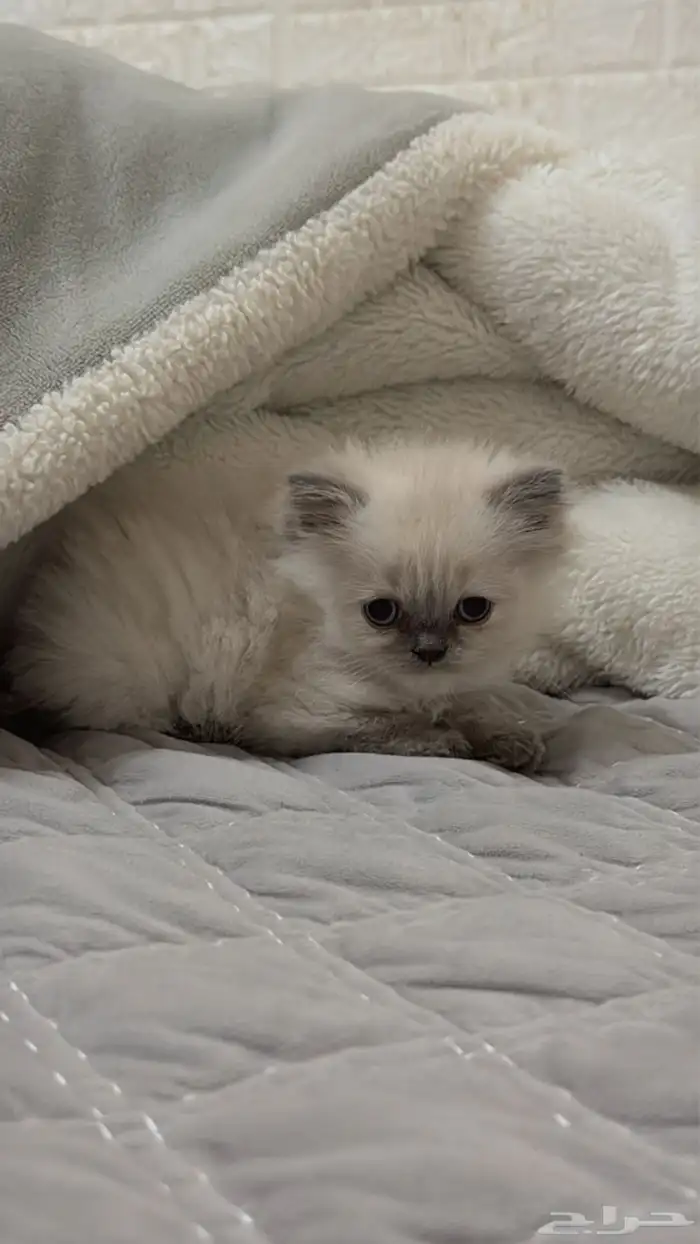 كيتين هيمالايا امريكي بيور 4