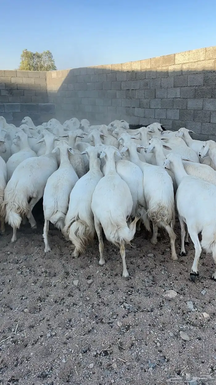 50 رأس ضأن دفع بفحلها 4