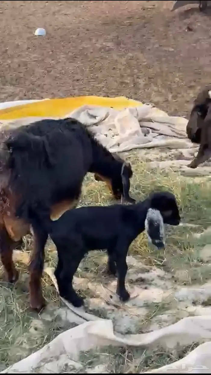 نعاج ومعزا 0