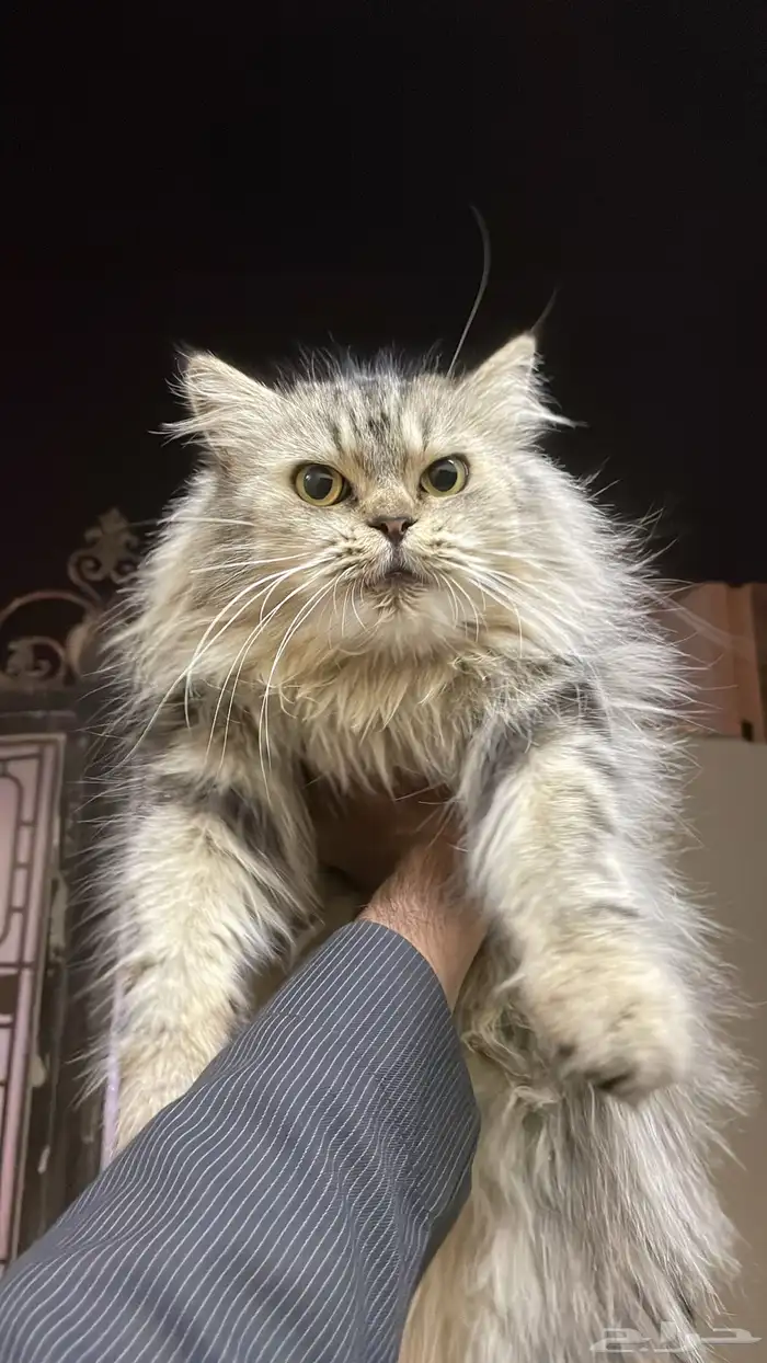 قطو ضايع شكله لتبني 0