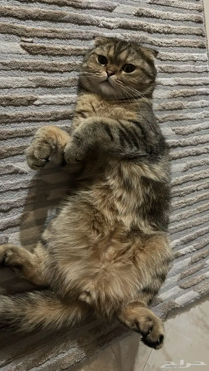 ابحث عن قط 2