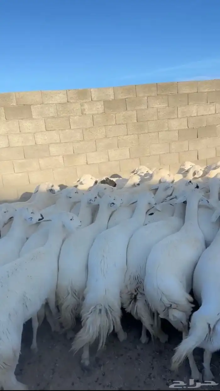 50 رأس ضأن دفع بفحلها 6