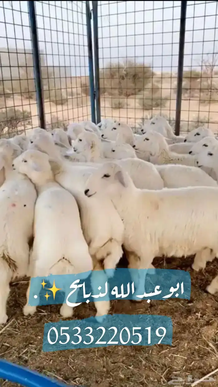ذبايح نعيمي حري مع خدمة الذبح وتوصيل 2