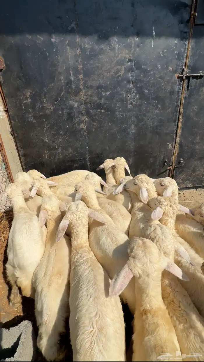 24طليان ورخال حري السعر 680نهائي 1