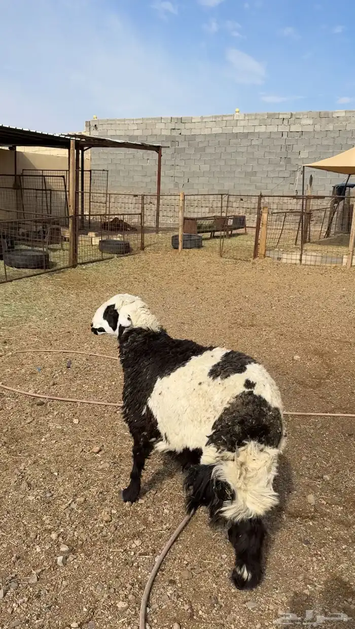 طليان وتيوس وسواكن ذبائح للبيع كاش و تمارا يوجد ذبح وتوصيل 6