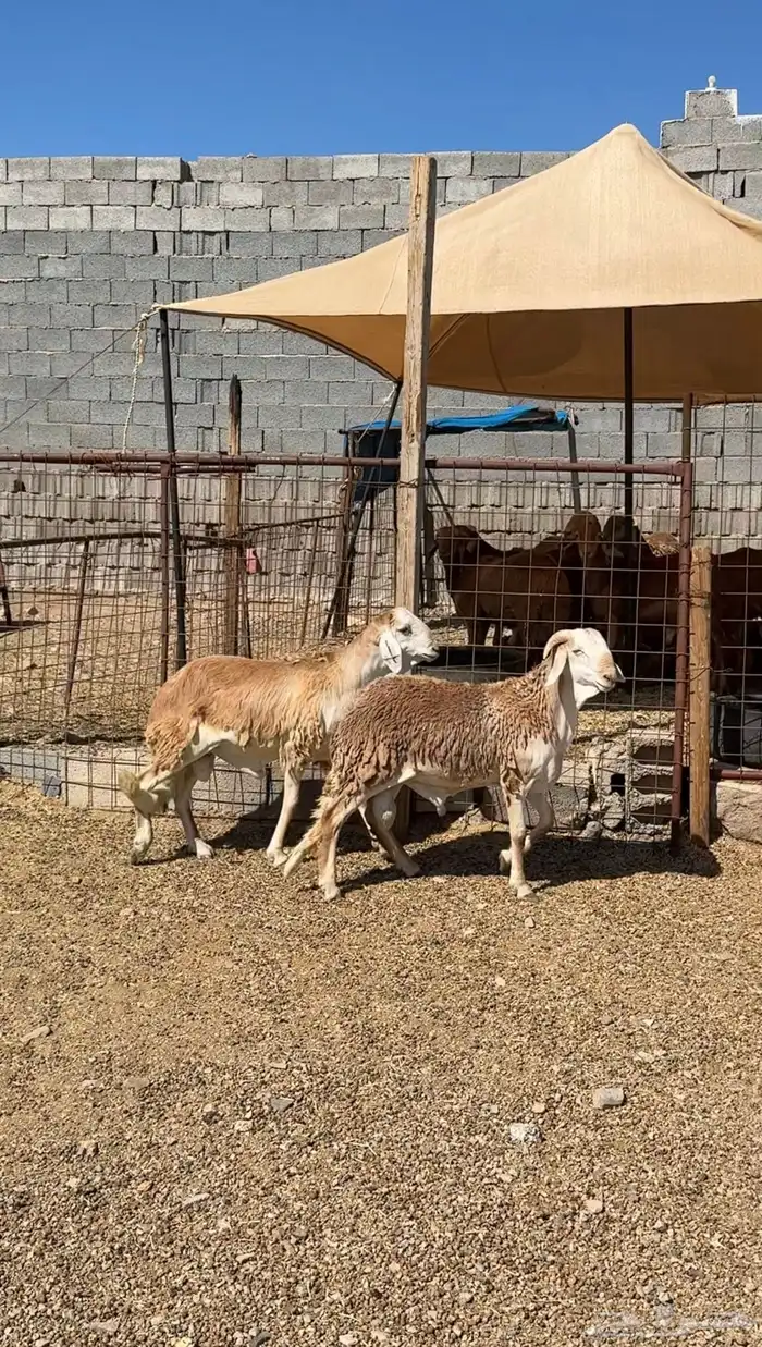 طليان وتيوس وسواكن ذبائح للبيع كاش و تمارا يوجد ذبح وتوصيل 31