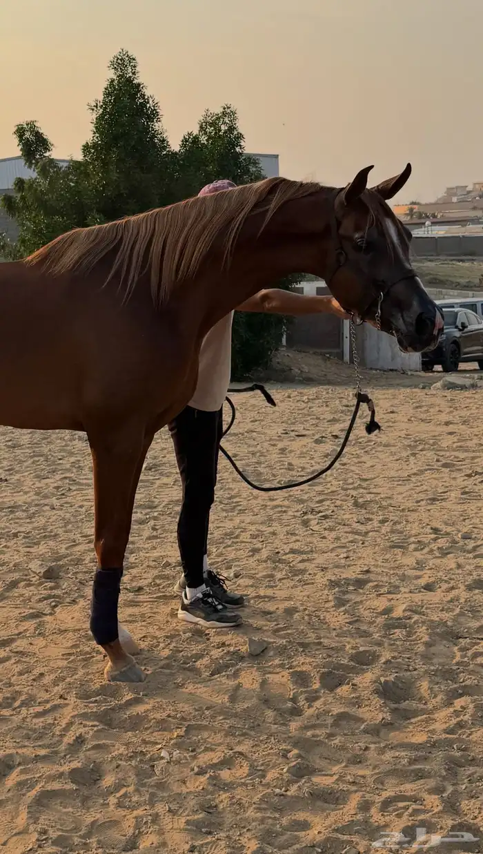 للبيع حصان واهو 1