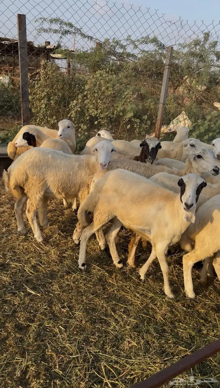 رخال رفيدي من 700 3