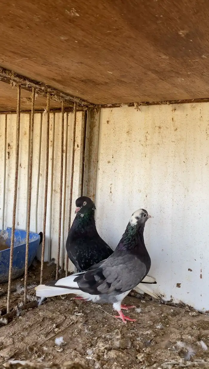 حمام قطيفي 2