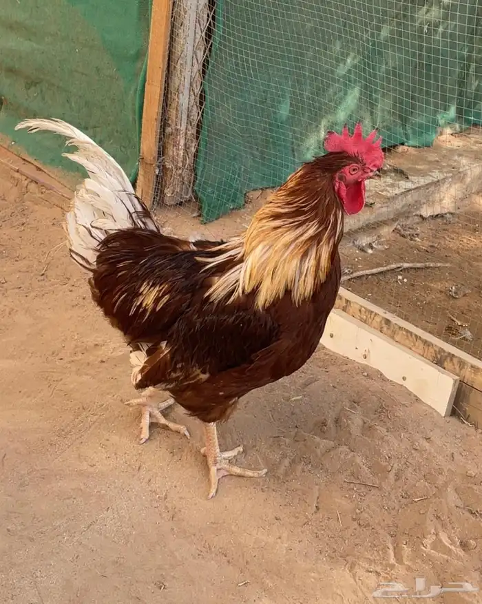 ديوك للبيع لوهمان ايزابراون 1