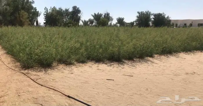 مزرعة للبيع في بيشة 2