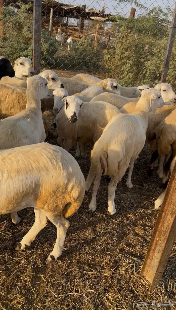 رخال رفيدي من 700 1