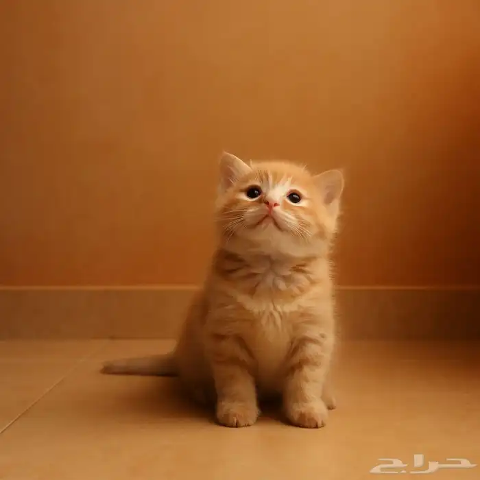 قطط للبيع فصيلة نادرة وفاخرة 0