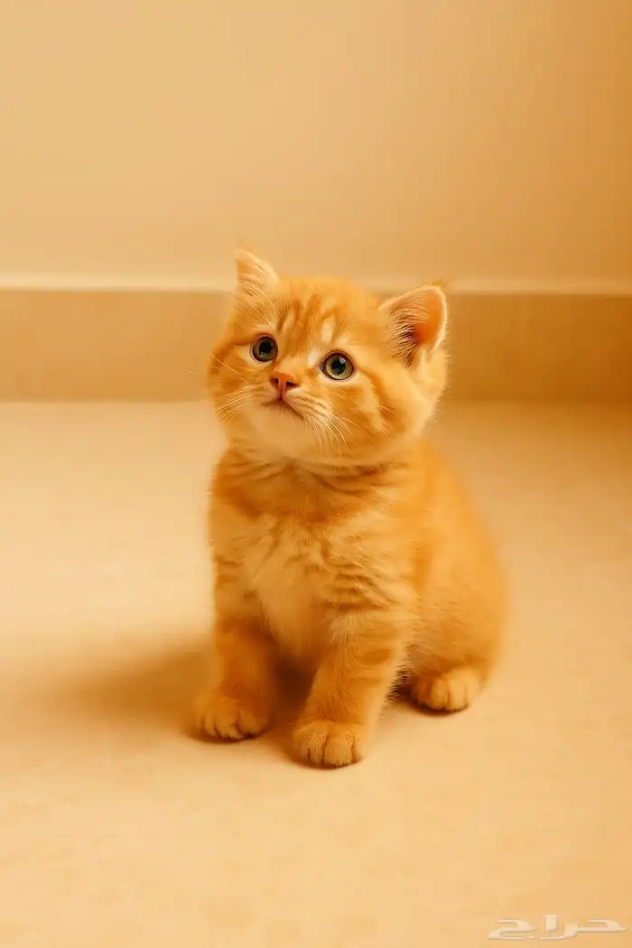 قطط للبيع فصيلة نادرة وفاخرة 3