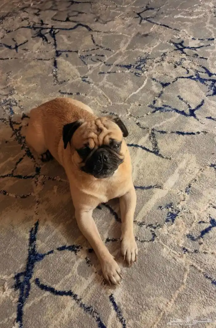 كلب بق ( Show Quality Pug ) 2