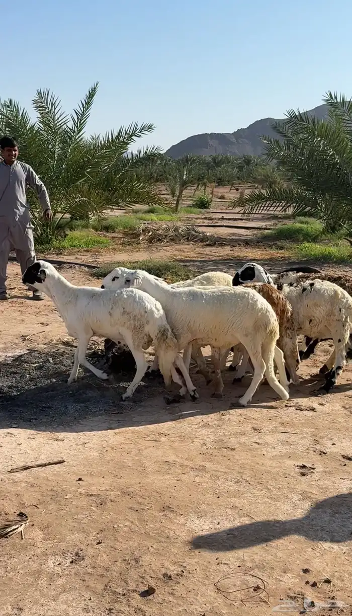 طليان وتيوس وسواكن ذبائح للبيع كاش و تمارا يوجد ذبح وتوصيل 24