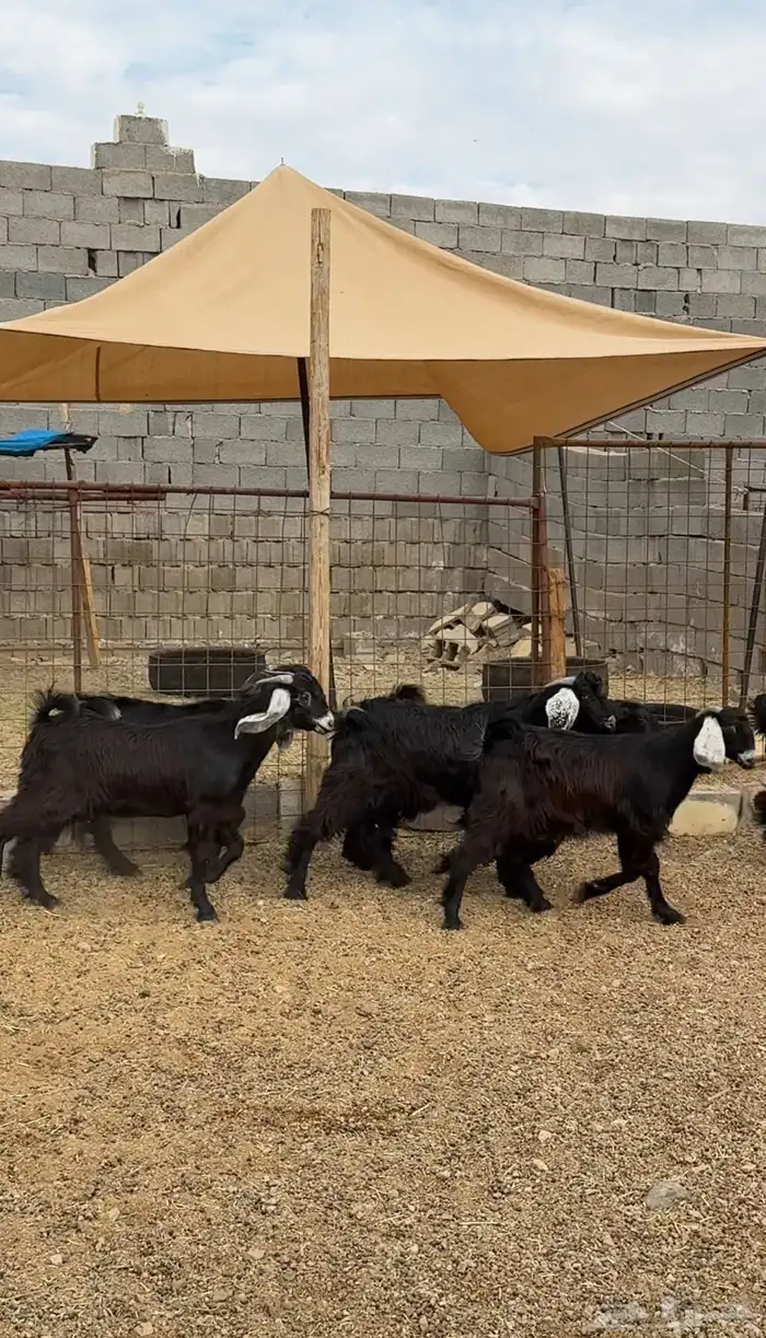 طليان وتيوس وسواكن ذبائح للبيع كاش و تمارا يوجد ذبح وتوصيل 13