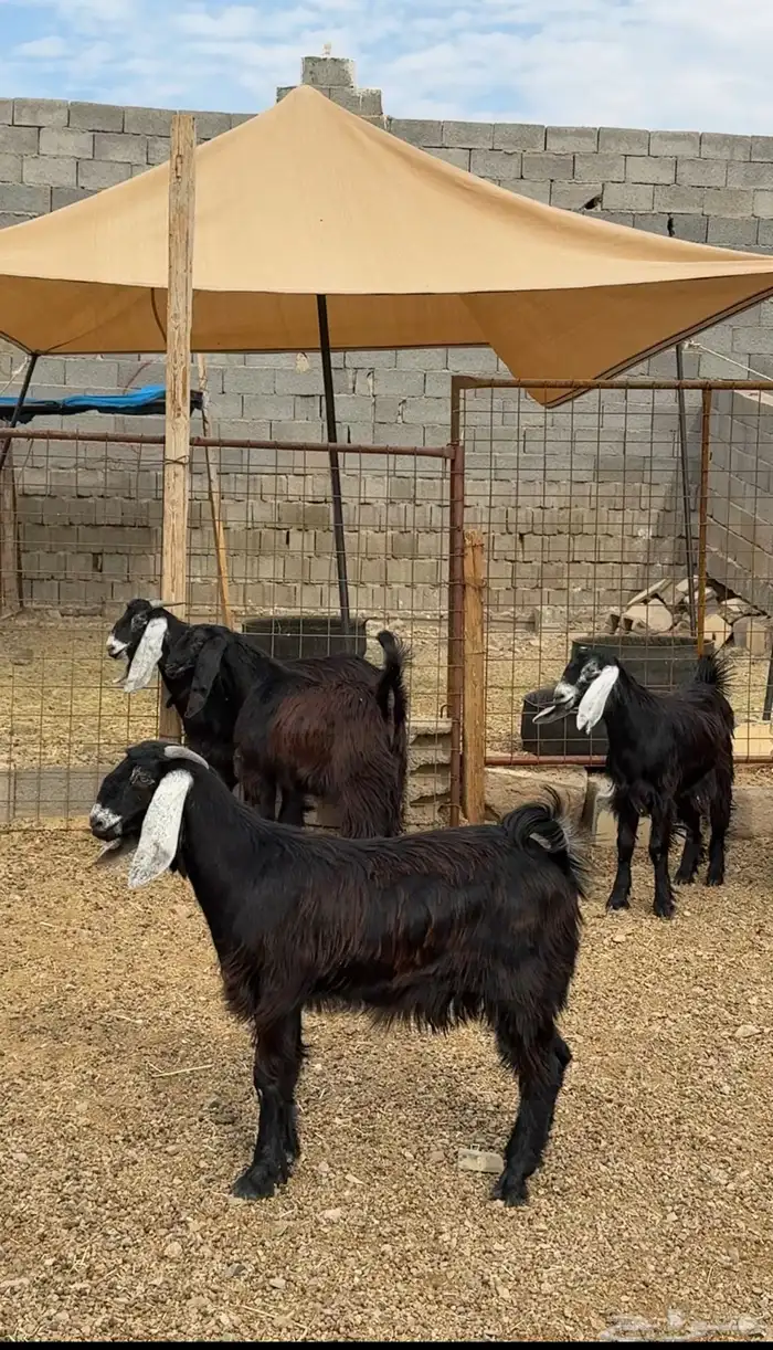 طليان وتيوس وسواكن ذبائح للبيع كاش و تمارا يوجد ذبح وتوصيل 16