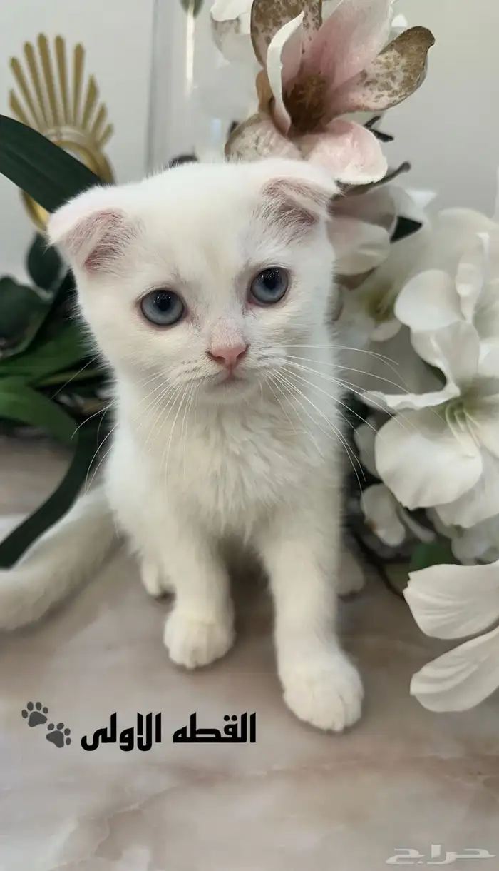 سكوتش فولد للبيع 1