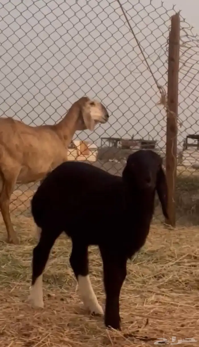 سواكنيه درمانيه متبع برخل 2