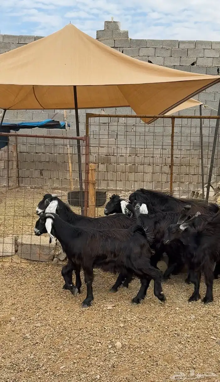 طليان وتيوس وسواكن ذبائح للبيع كاش و تمارا يوجد ذبح وتوصيل 15