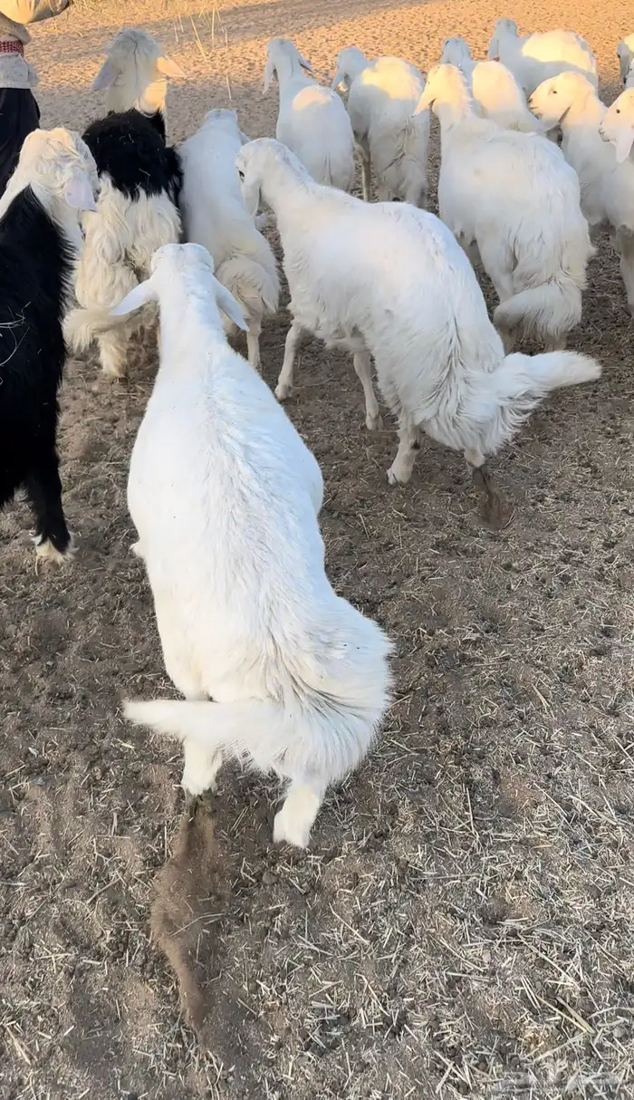 للبيع خرفان سمان ومغلقه شحم العدد 18 الموقع بيشة 1