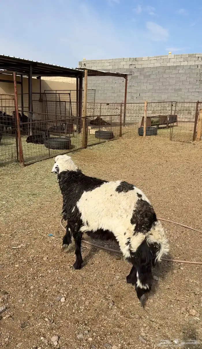 طليان وتيوس وسواكن ذبائح للبيع كاش و تمارا يوجد ذبح وتوصيل 7