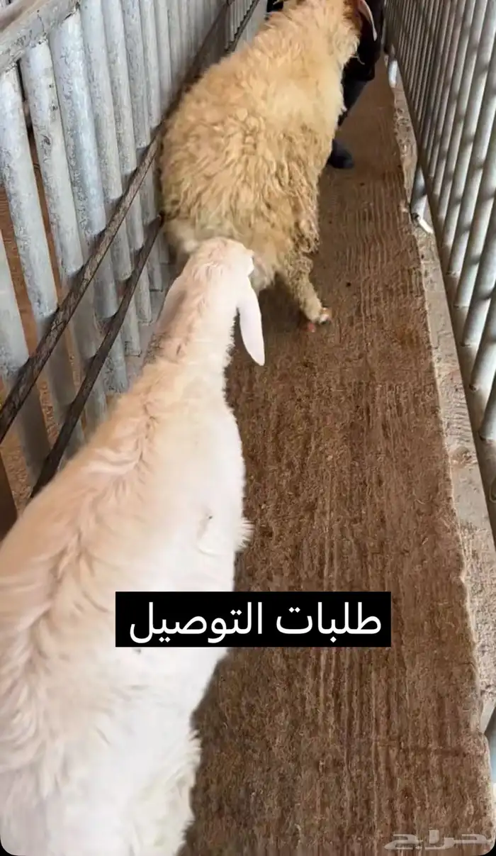 ذبايح حري نعيمي نجدي تيوس عوارض يوجد ذبح توصيل تمارا 12