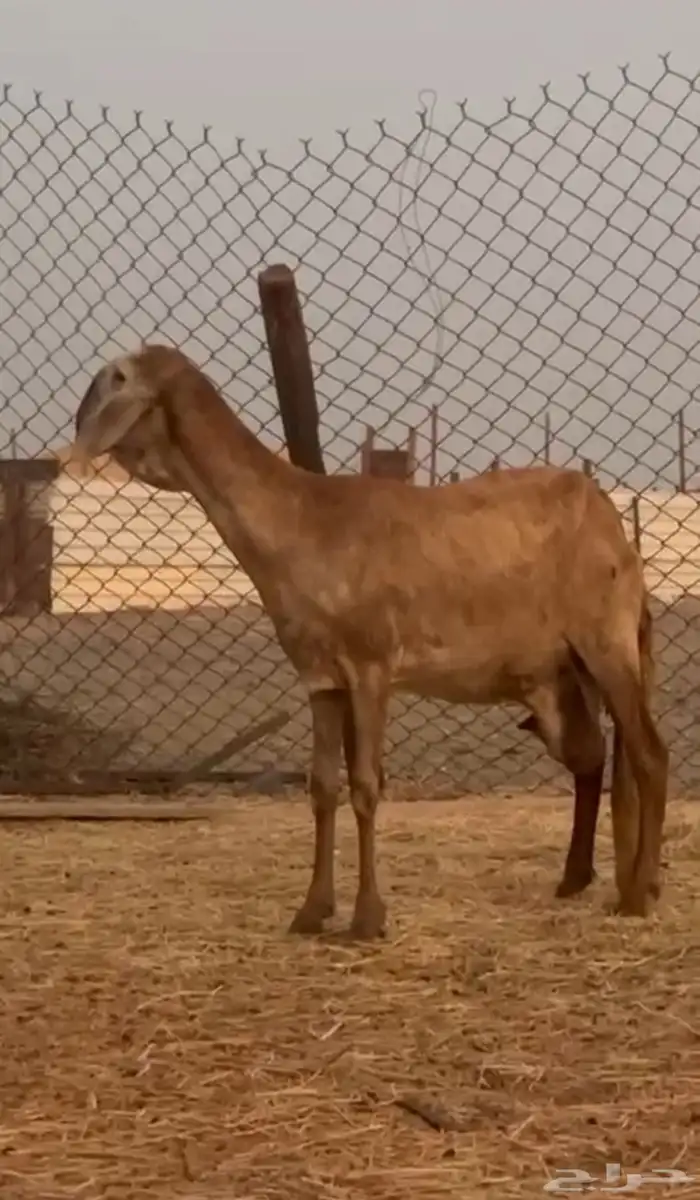 سواكنيه درمانيه متبع برخل 1