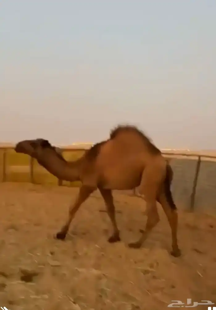 قعود عمره سبع شهور 1