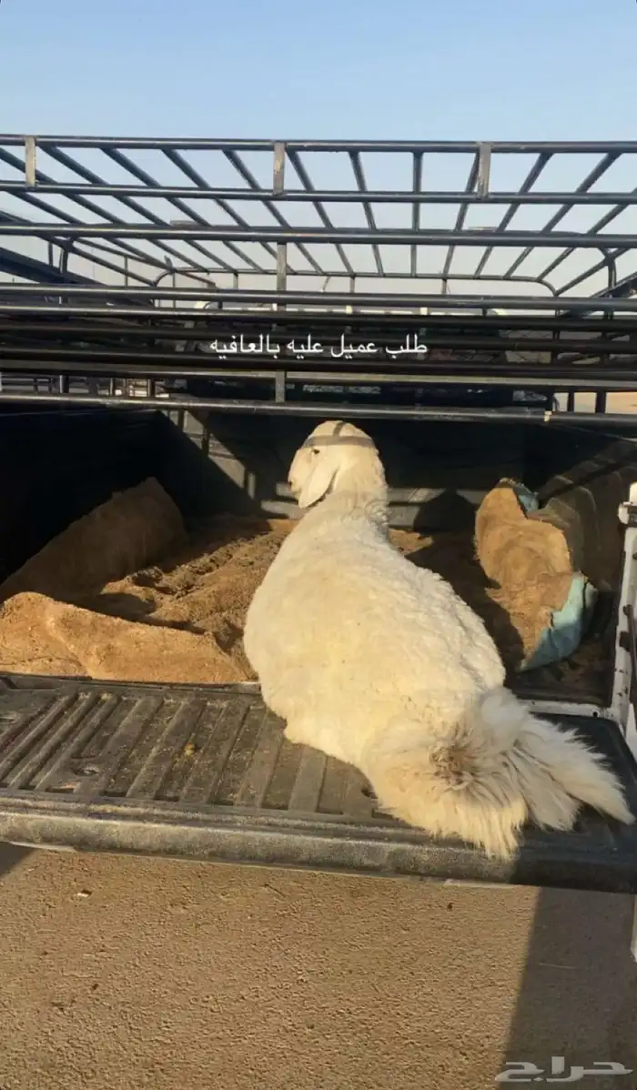 ذبايح حري نعيمي نجدي تيوس عوارض يوجد ذبح توصيل تمارا 10