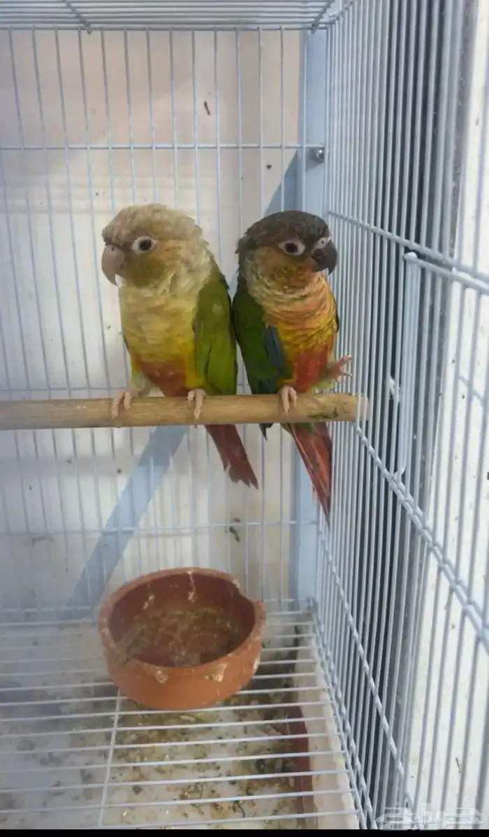 جوز كنيور جاهز لي الانتاج و محلل بي شهايد 0