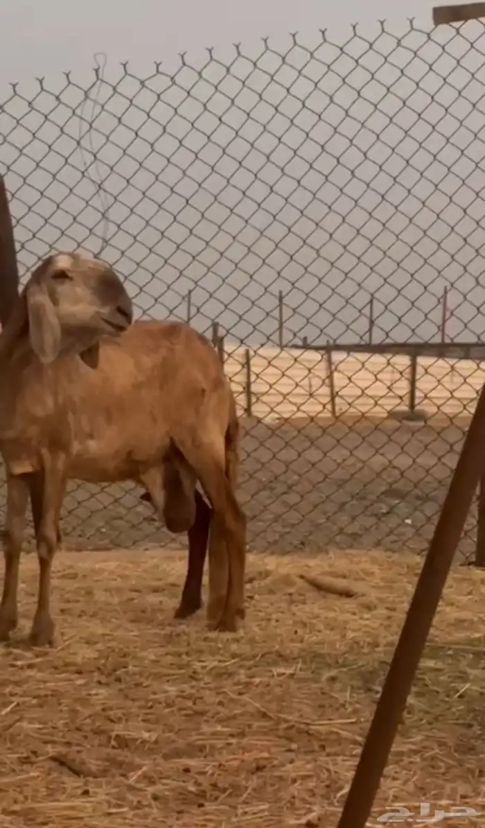 سواكنيه درمانيه متبع برخل 3