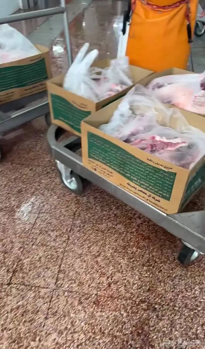 ذبايح حري نعيمي نجدي تيوس عوارض يوجد ذبح توصيل تمارا 13