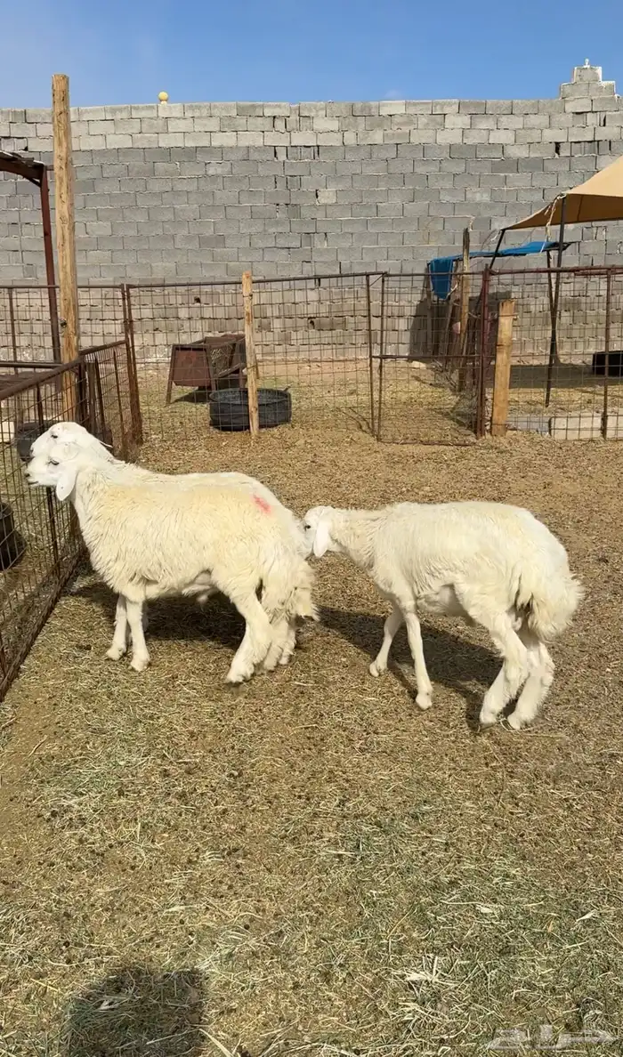 طليان وتيوس وسواكن ذبائح للبيع كاش و تمارا يوجد ذبح وتوصيل 9