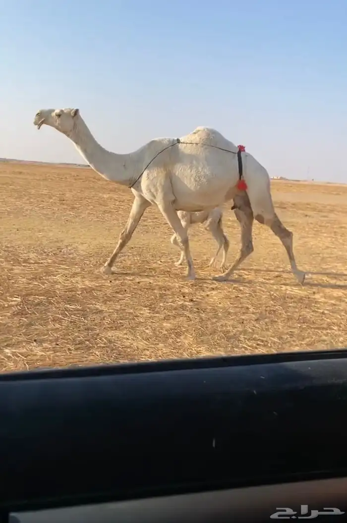 خلفه وضحا كفو 0