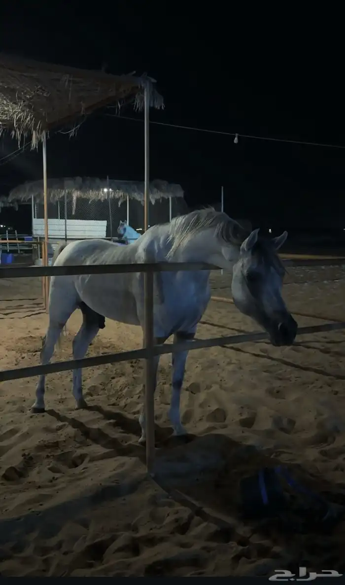 حصان واهو للبيع 3