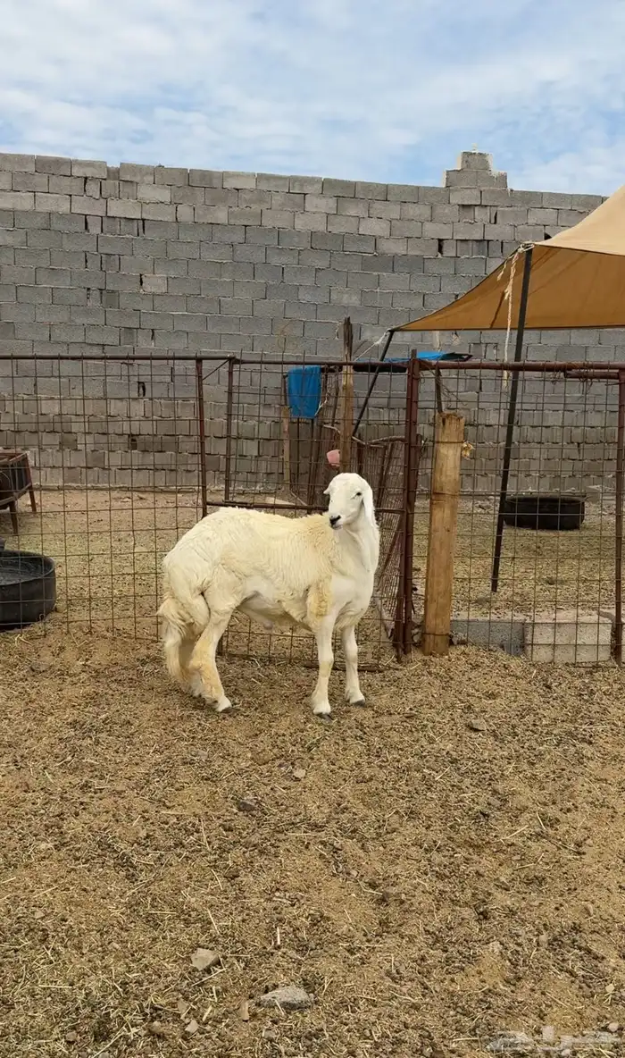 طليان وتيوس وسواكن ذبائح للبيع كاش و تمارا يوجد ذبح وتوصيل 4