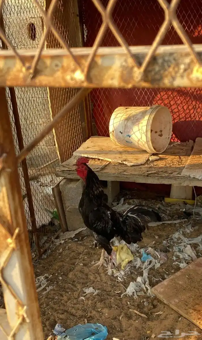 ديك باكستاني 0