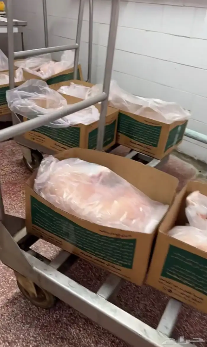 ذبايح حري نعيمي نجدي تيوس عوارض يوجد ذبح توصيل تمارا 15