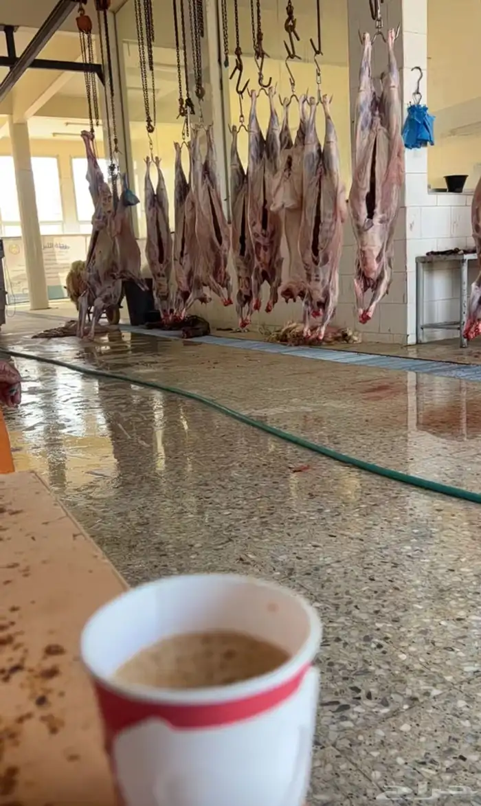 ذبايح حري نعيمي نجدي تيوس عوارض يوجد ذبح توصيل تمارا 17