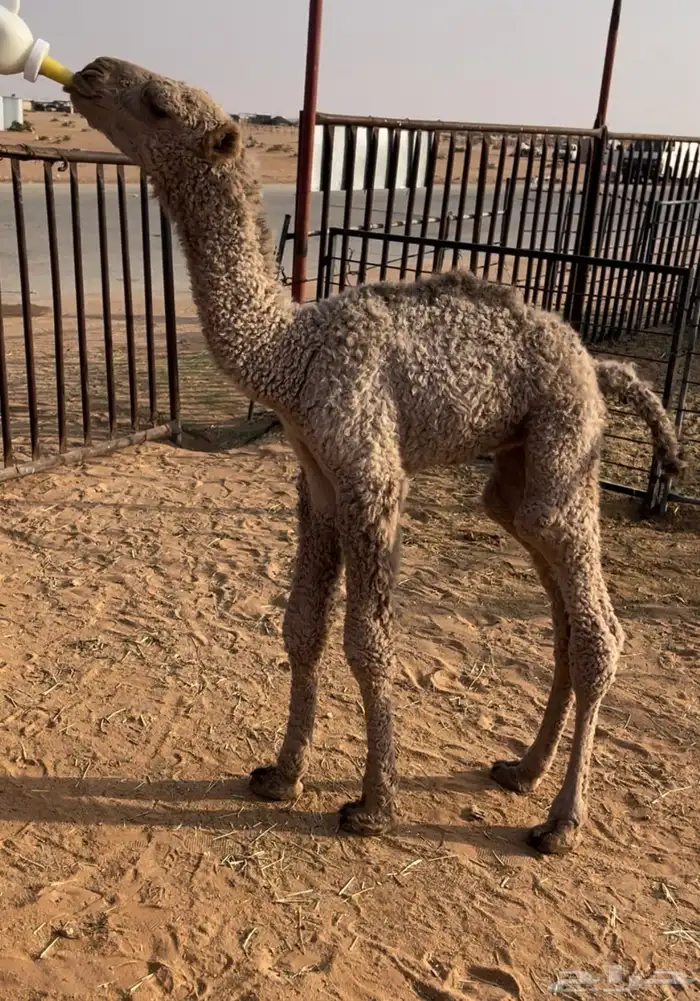 للبيع حوار ضيار 1