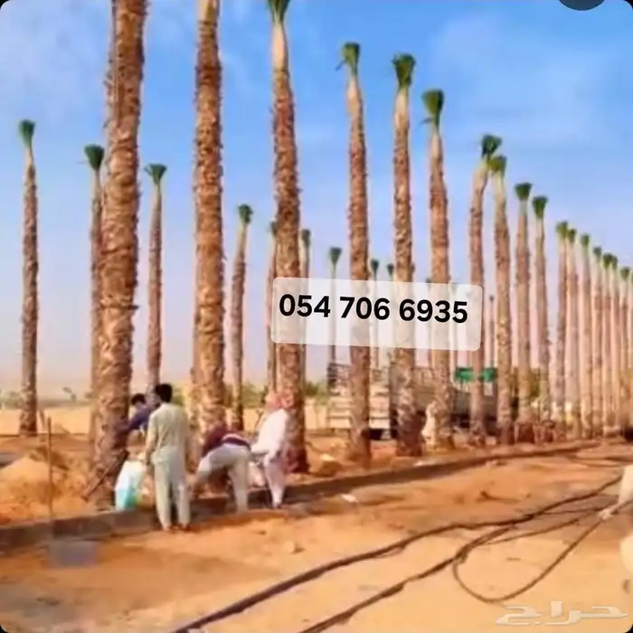 ازاله شجر ترحيل مخلفات شجر قشع نخل رافعه نخل 4