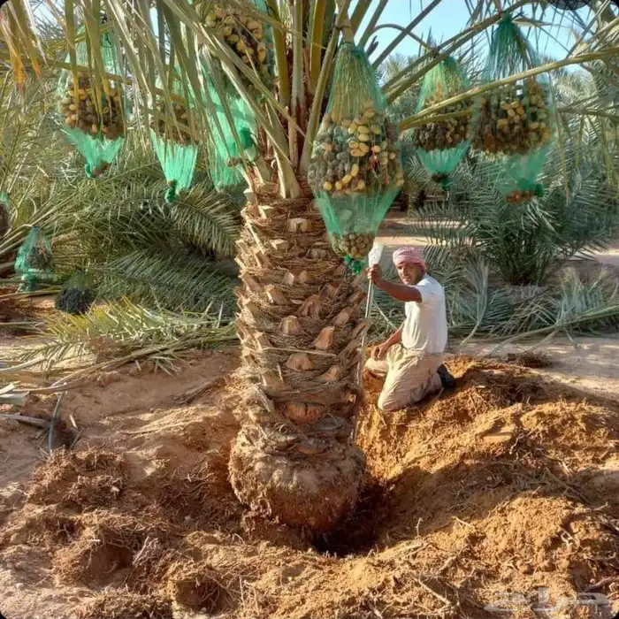 ازاله شجر ترحيل مخلفات شجر قشع نخل رافعه نخل 6