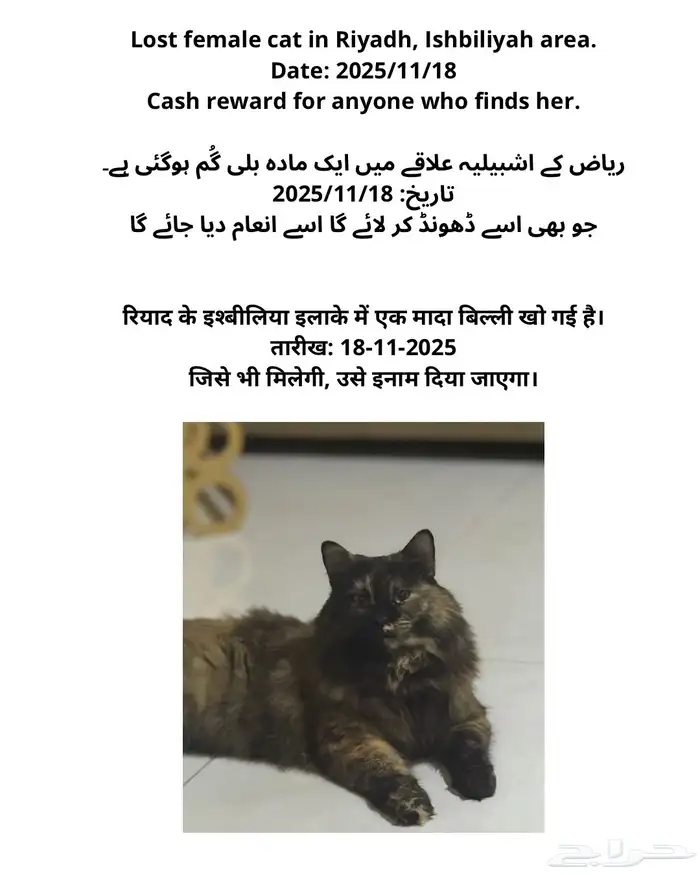 قطة مفقودة 0