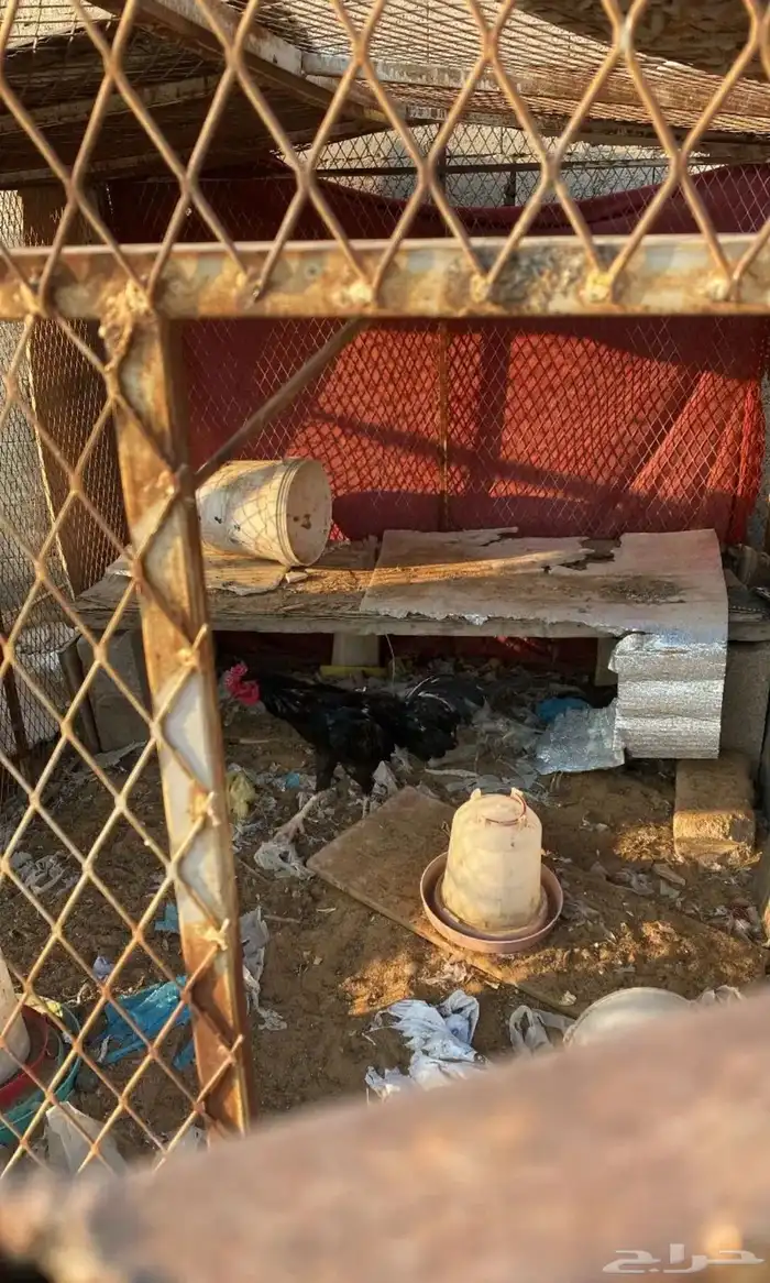 ديك باكستاني 1